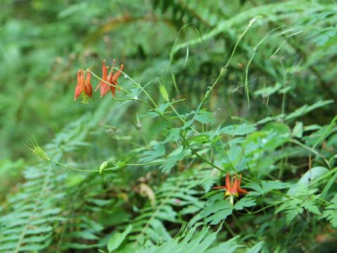 Aquilegia formosa