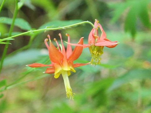 Aquilegia formosa