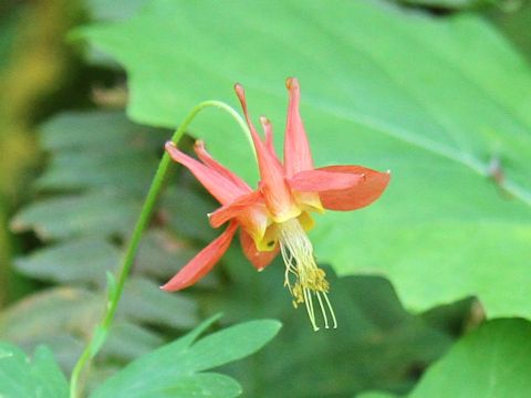 Aquilegia formosa