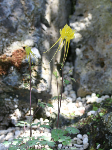 Aquilegia longissima