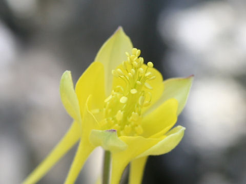 Aquilegia longissima