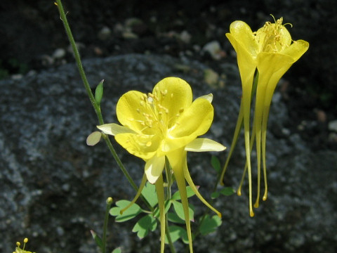 Aquilegia longissima