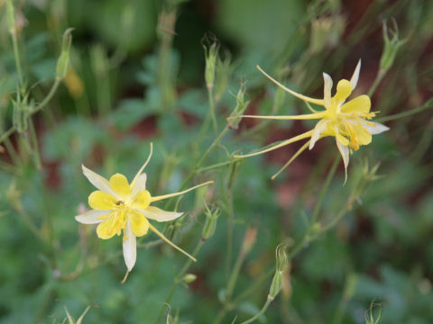 Aquilegia longissima