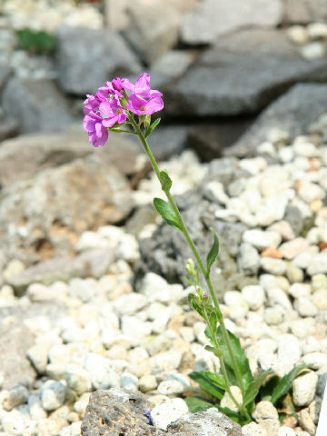 Arabis blepharophylla