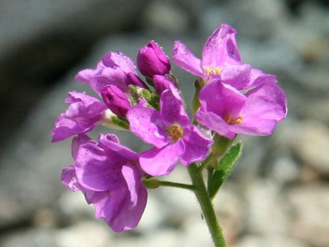 Arabis blepharophylla