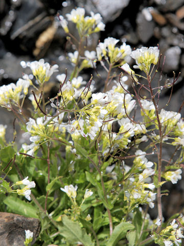 Arabis caerulea