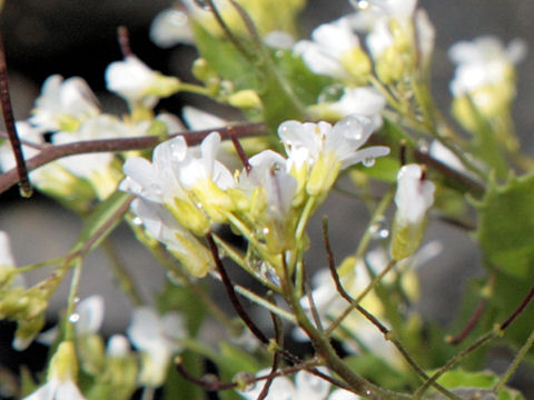 Arabis caerulea