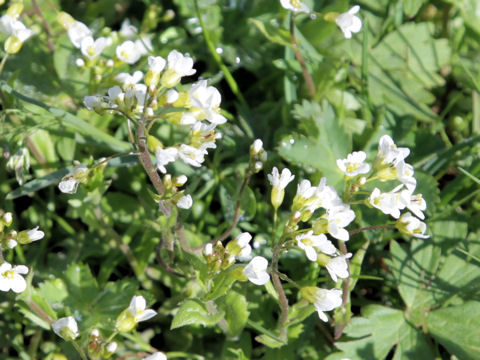 Arabis caerulea