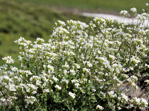 Arabis caerulea