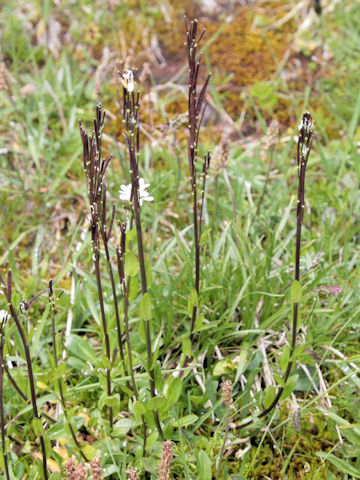 Arabis caerulea