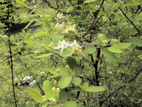 Lonicera strophiophora