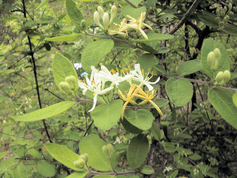 Lonicera strophiophora