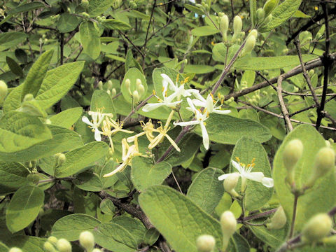 Lonicera strophiophora