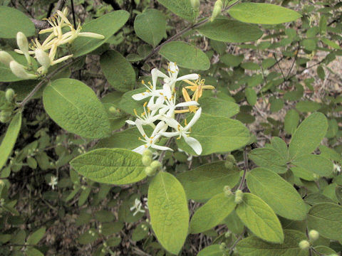 Lonicera strophiophora