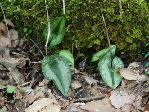 Asarum ikegamii var. fujimakii