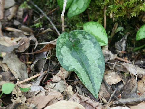 Asarum ikegamii var. fujimakii