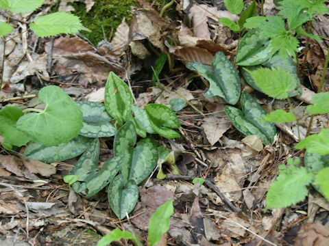 Asarum ikegamii var. fujimakii