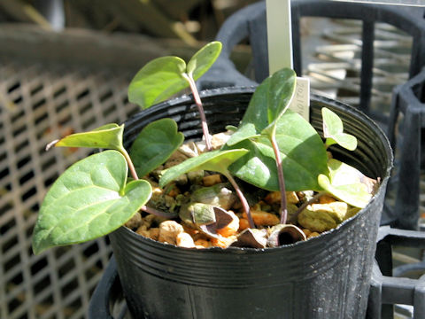 Asarum ikegamii var. fujimakii