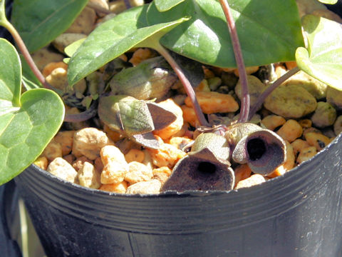 Asarum ikegamii var. fujimakii