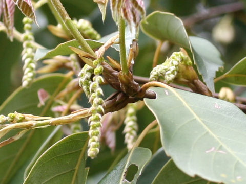 Quercus glauca