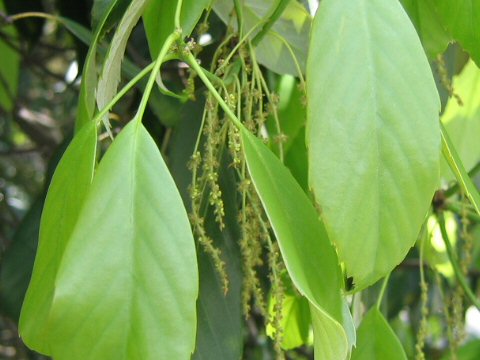 Quercus glauca