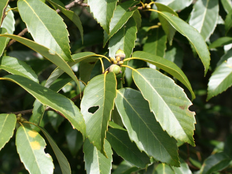 Quercus glauca