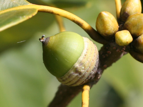 Quercus glauca