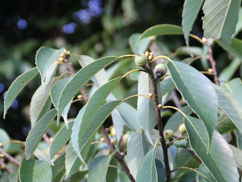 Quercus glauca