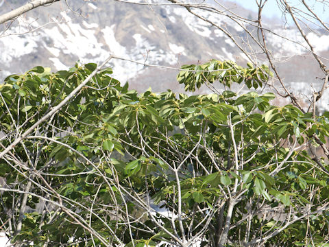 Quercus glauca