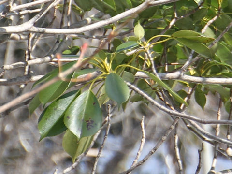 Quercus glauca