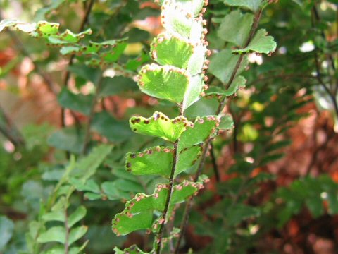 Adiantum hispidulum