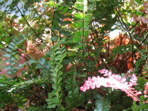 Adiantum hispidulum