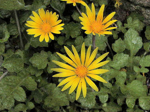 Arctotheca calendula