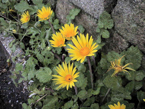 Arctotheca calendula