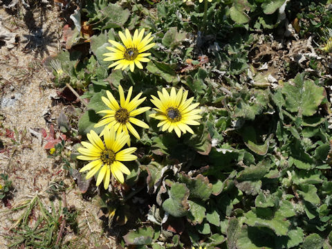 Arctotheca calendula