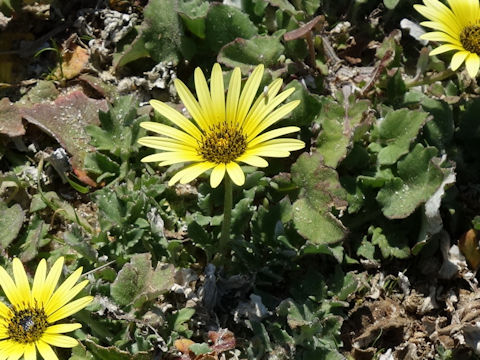 Arctotheca calendula