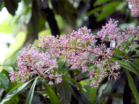 Ardisia pyramidalis