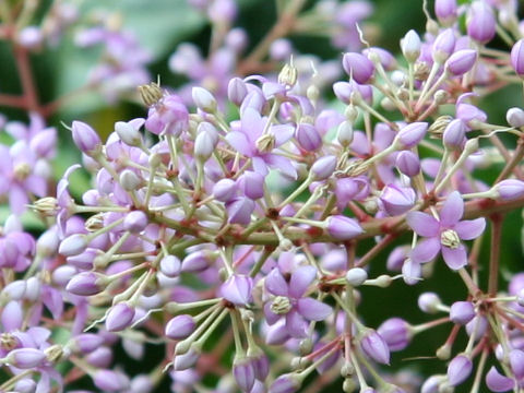 Ardisia pyramidalis