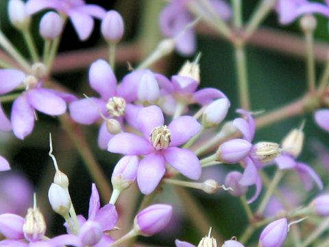 Ardisia pyramidalis