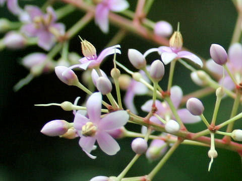 Ardisia pyramidalis