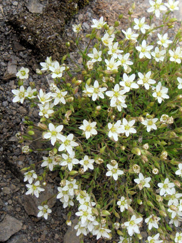 Arenaria ciliata