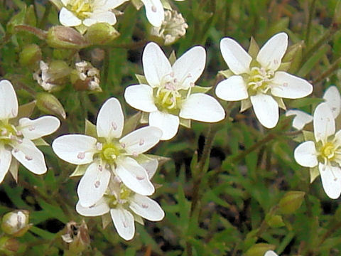 Arenaria ciliata