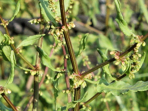 Rumex conglomeratus