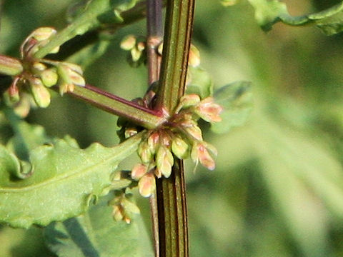 Rumex conglomeratus