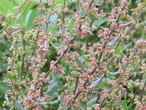 Rumex conglomeratus