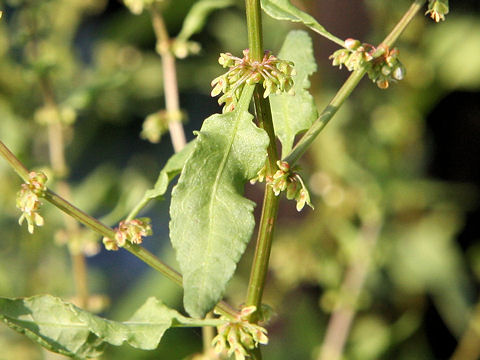 Rumex conglomeratus