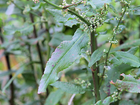 Rumex conglomeratus