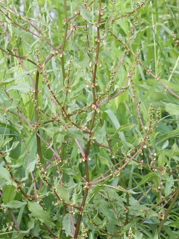 Rumex conglomeratus