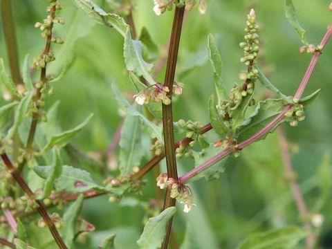 Rumex conglomeratus