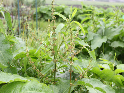 Rumex conglomeratus